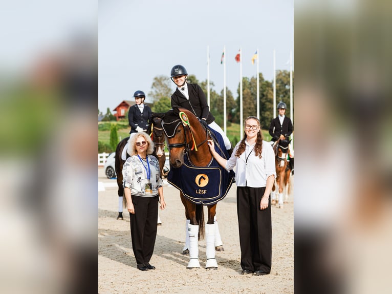 Trakehner Yegua 4 años 167 cm Castaño rojizo in Vilnius