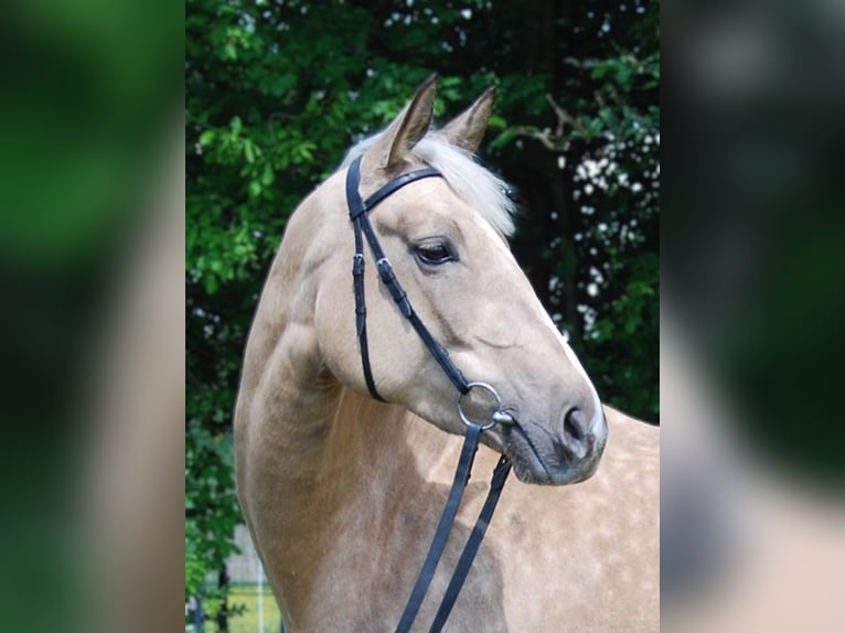 Trakehner Yegua 4 años 167 cm Palomino in Holzkirchen