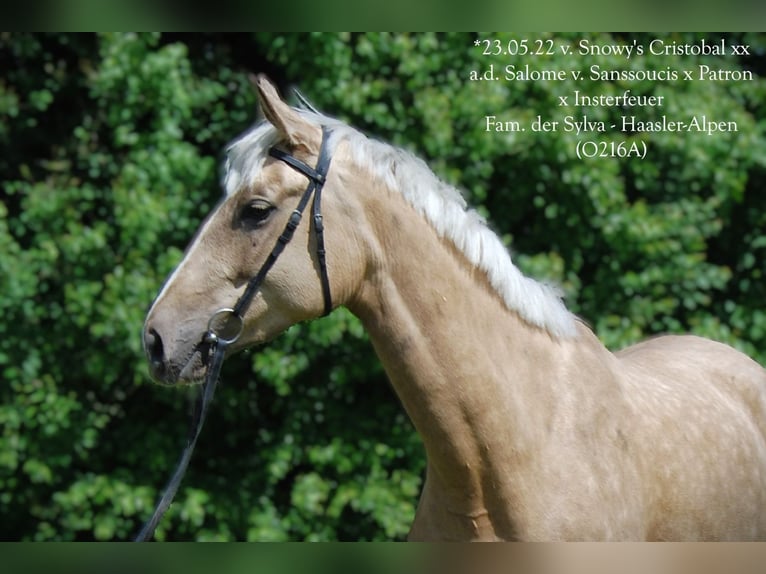 Trakehner Yegua 4 años 167 cm Palomino in Holzkirchen