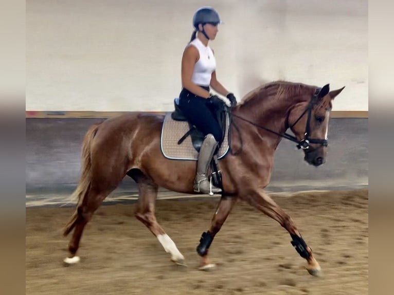 Trakehner Yegua 4 años 168 cm Alazán in Waakirchen