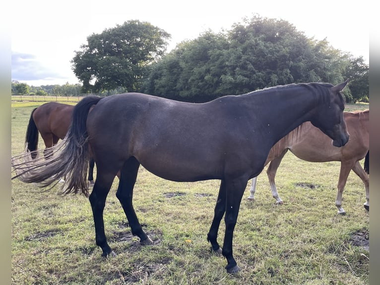 Trakehner Yegua 4 años 168 cm Musgo in Vechta