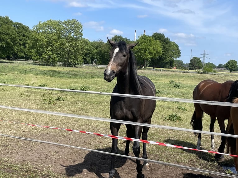 Trakehner Yegua 4 años 168 cm Musgo in Vechta