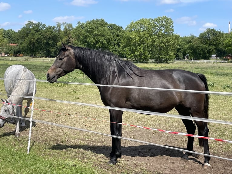 Trakehner Yegua 4 años 168 cm Musgo in Vechta