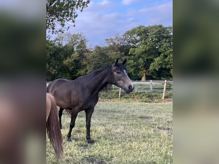 Trakehner Yegua 4 años 168 cm Musgo in Vechta