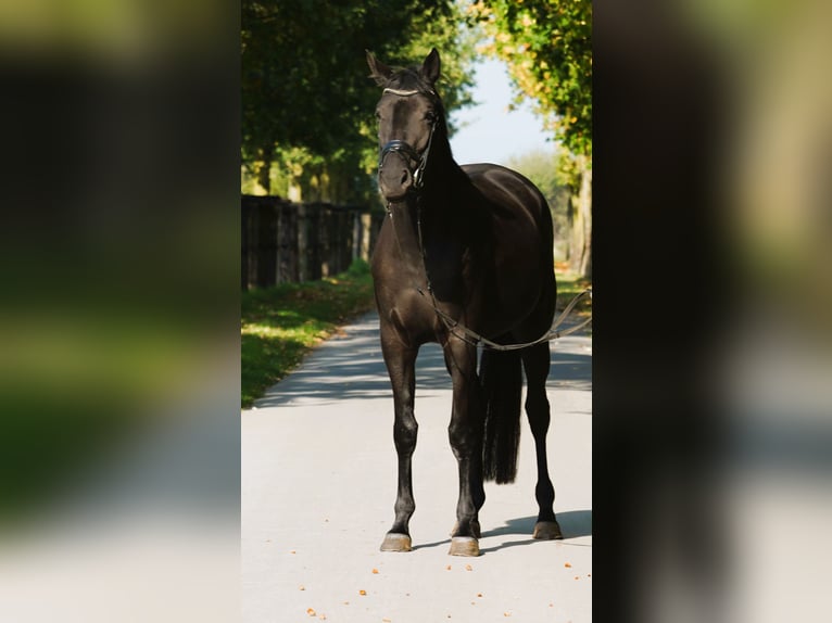 Trakehner Yegua 4 años 168 cm Negro in Coesfeld