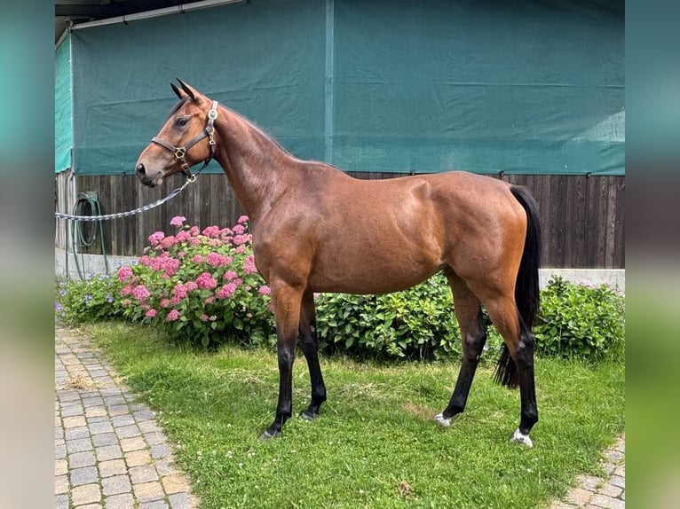 Trakehner Yegua 4 años 169 cm Castaño in Walsrode