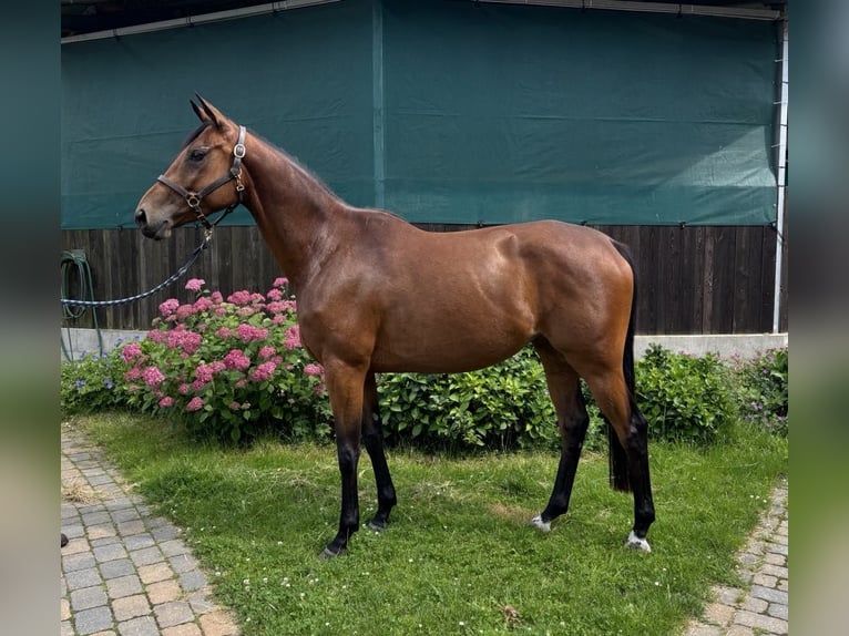 Trakehner Yegua 4 años 169 cm Castaño in Walsrode