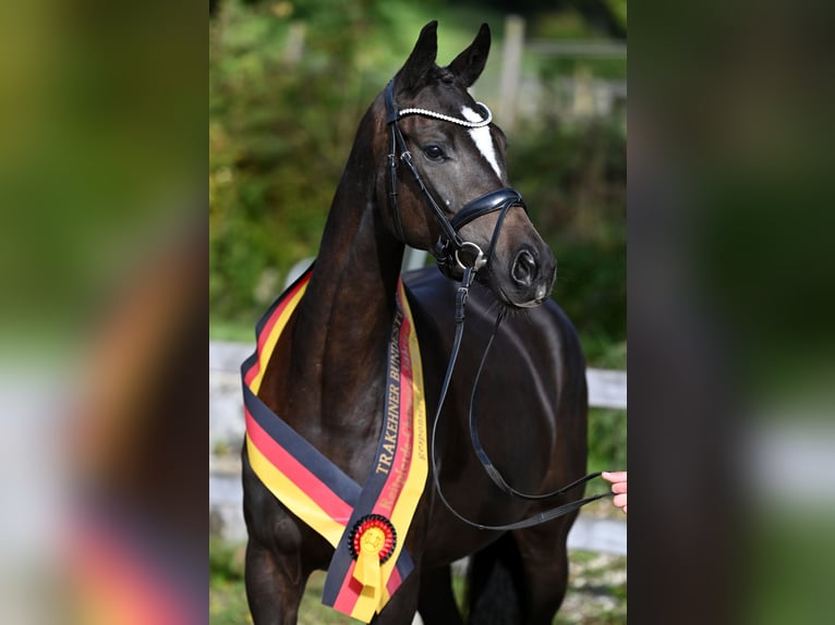 Trakehner Yegua 4 años 169 cm Morcillo in Moosach