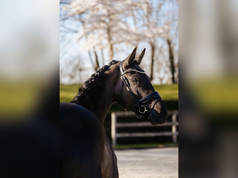 Trakehner Yegua 4 años 169 cm Negro in Skals