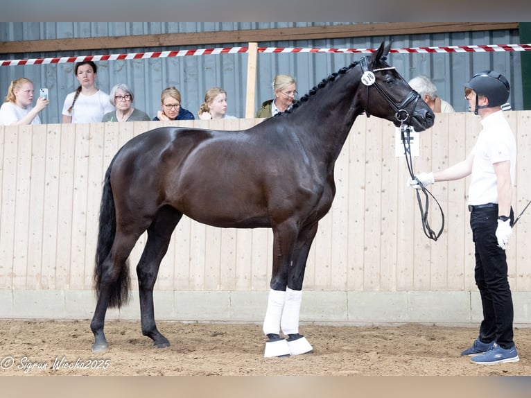 Trakehner Yegua 4 años 169 cm Negro in Skals