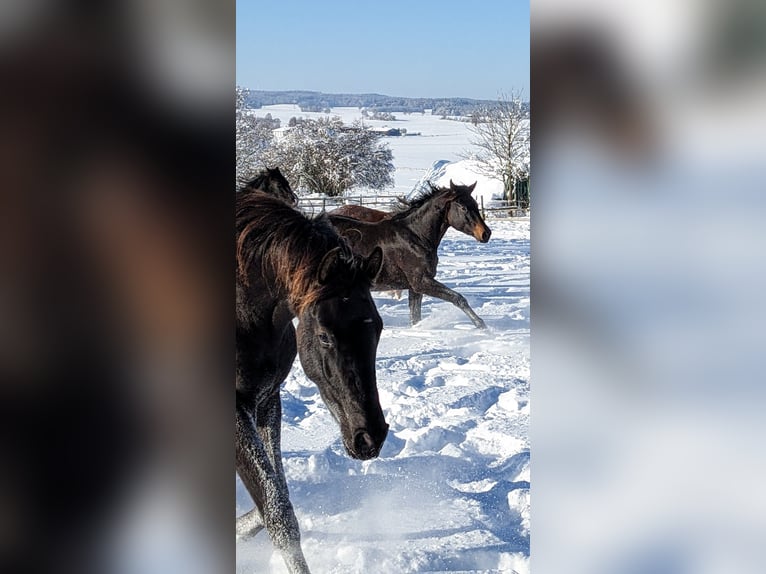Trakehner Yegua 4 años 170 cm Castaño oscuro in Nellingen Aichen