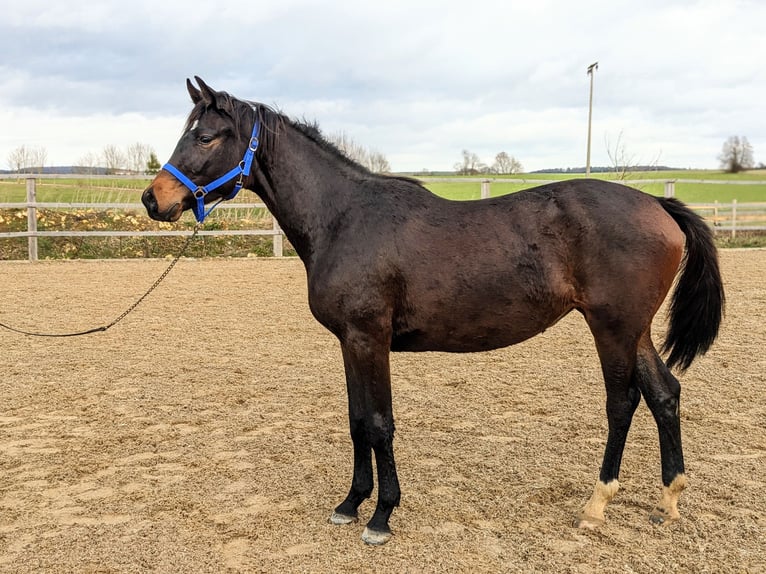 Trakehner Yegua 4 años 170 cm Castaño oscuro in Nellingen Aichen