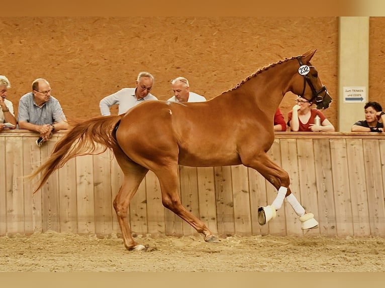 Trakehner Yegua 4 años 171 cm Alazán in Starnberg