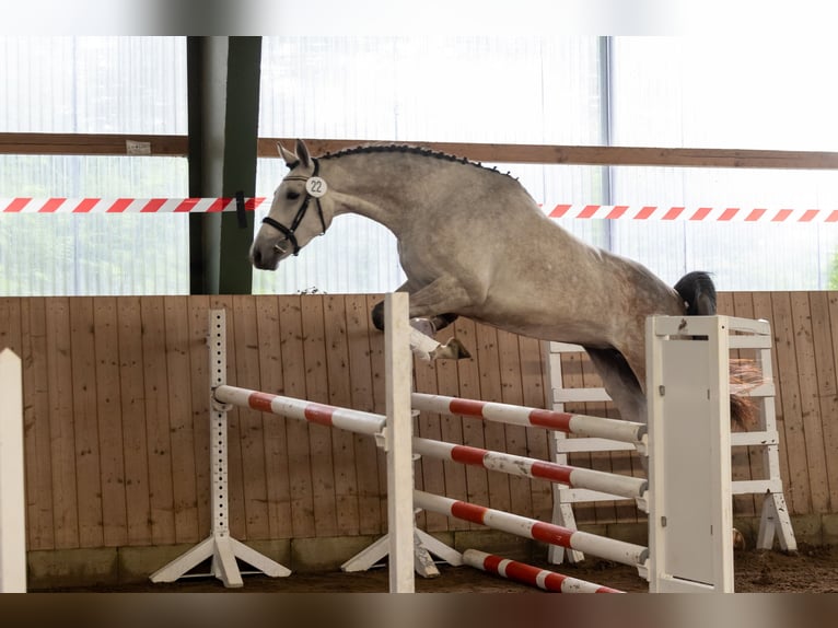 Trakehner Yegua 4 años Tordo in Kiel