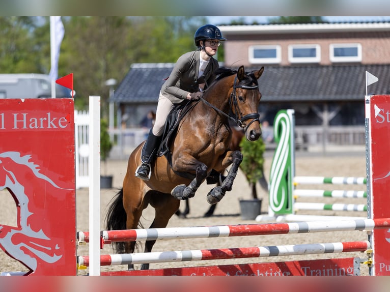Trakehner Yegua 5 años 155 cm Castaño in Slagharen