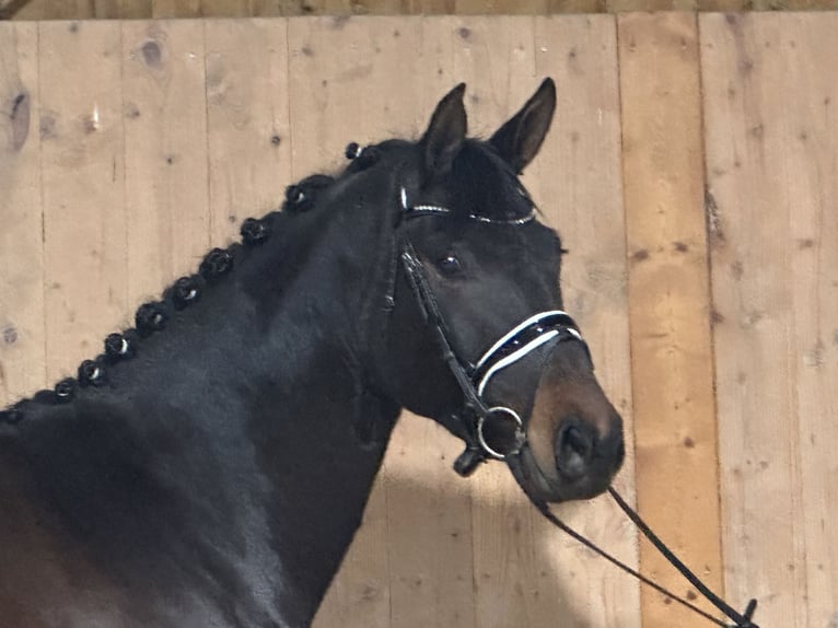 Trakehner Yegua 5 años 160 cm Castaño oscuro in Riedlingen