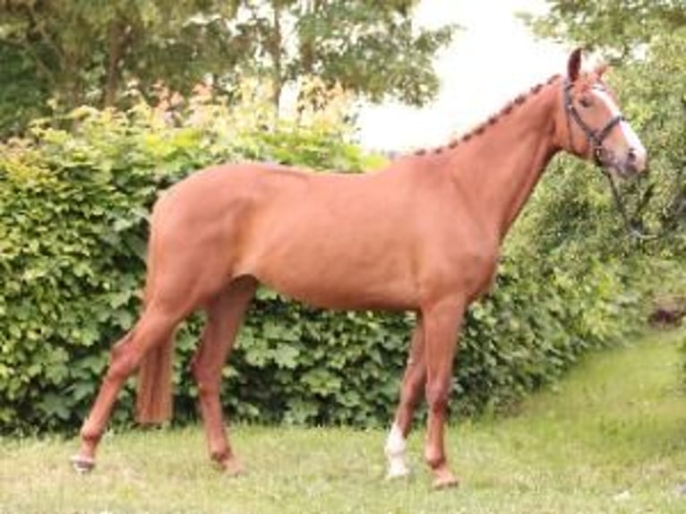 Trakehner Yegua 5 años 164 cm Alazán in WeberstedtKirchheilingen