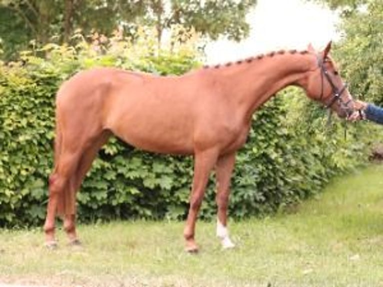 Trakehner Yegua 5 años 164 cm Alazán in WeberstedtKirchheilingen