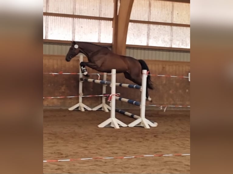 Trakehner Yegua 5 años 164 cm in Majenfelde
