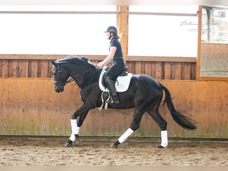 Trakehner Yegua 5 años 164 cm Castaño oscuro in Döhle