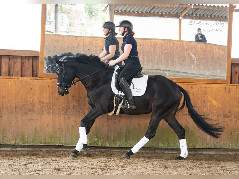 Trakehner Yegua 5 años 164 cm Castaño oscuro in Döhle