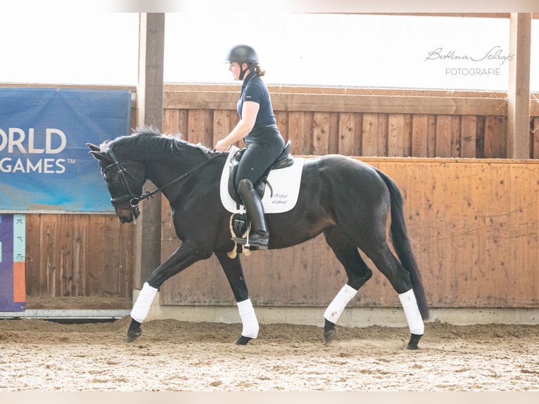 Trakehner Yegua 5 años 164 cm Castaño oscuro in Döhle
