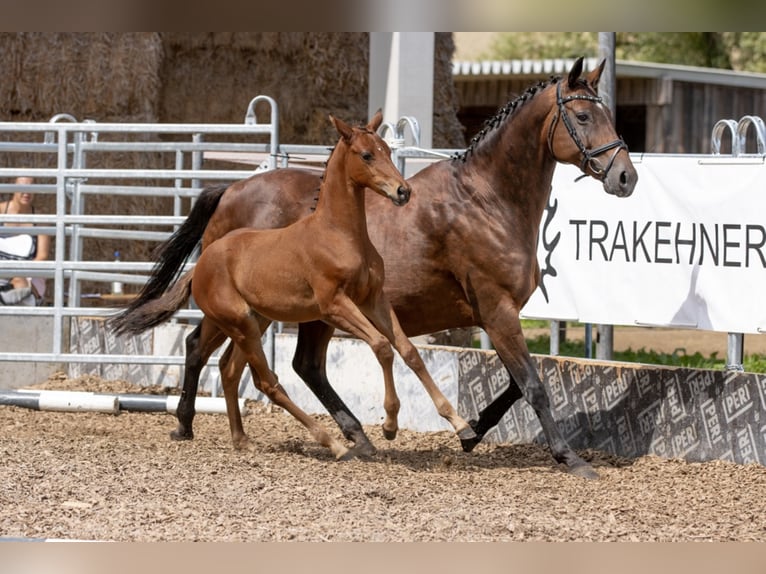 Trakehner Yegua 5 años 165 cm Castaño in Günzburg
