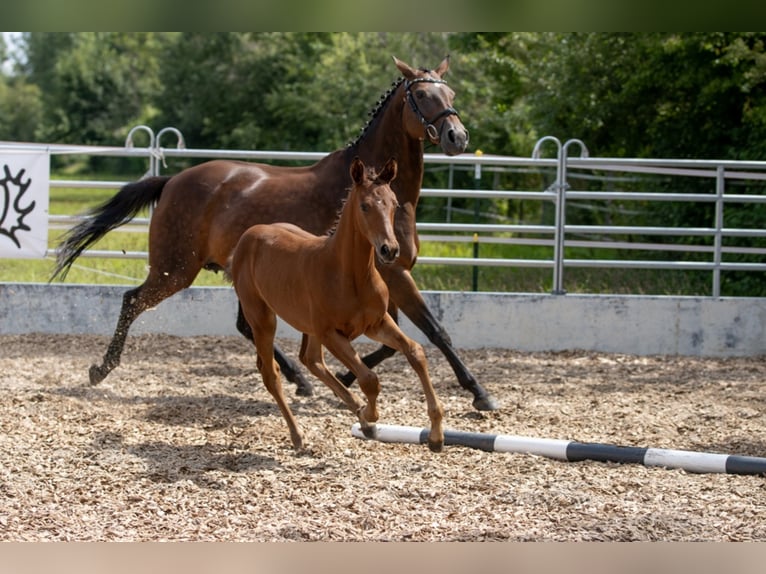 Trakehner Yegua 5 años 165 cm Castaño in Günzburg