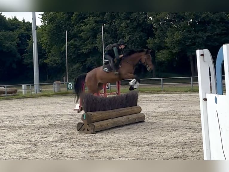 Trakehner Yegua 5 años 165 cm Castaño in Heiligenhaus