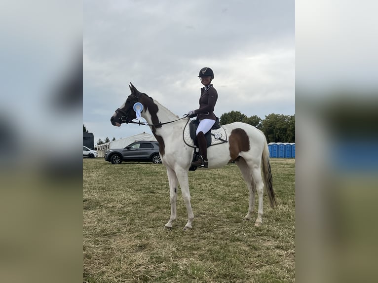 Trakehner Yegua 5 años 165 cm Pío in Oschatz