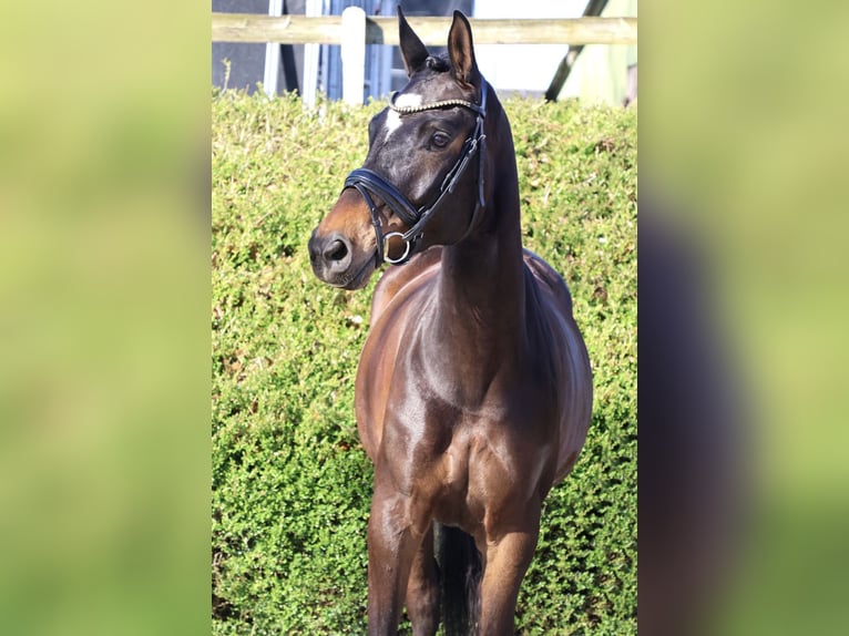 Trakehner Yegua 5 años 166 cm Castaño oscuro in Fröndenberg