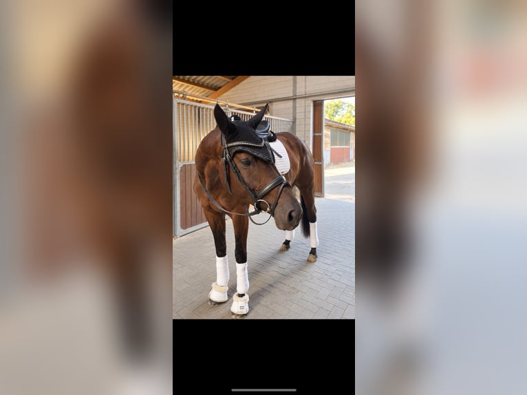 Trakehner Yegua 5 años 166 cm Castaño oscuro in Telgte
