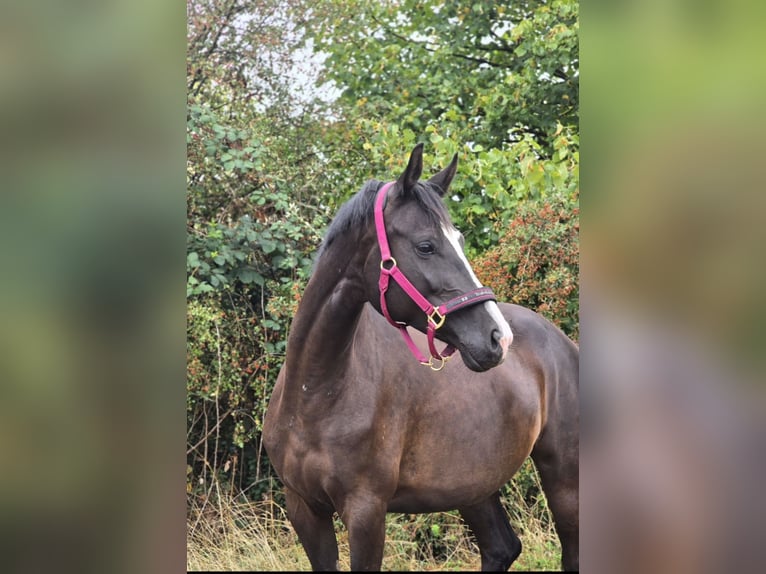Trakehner Yegua 5 años 166 cm Morcillo in Wadern