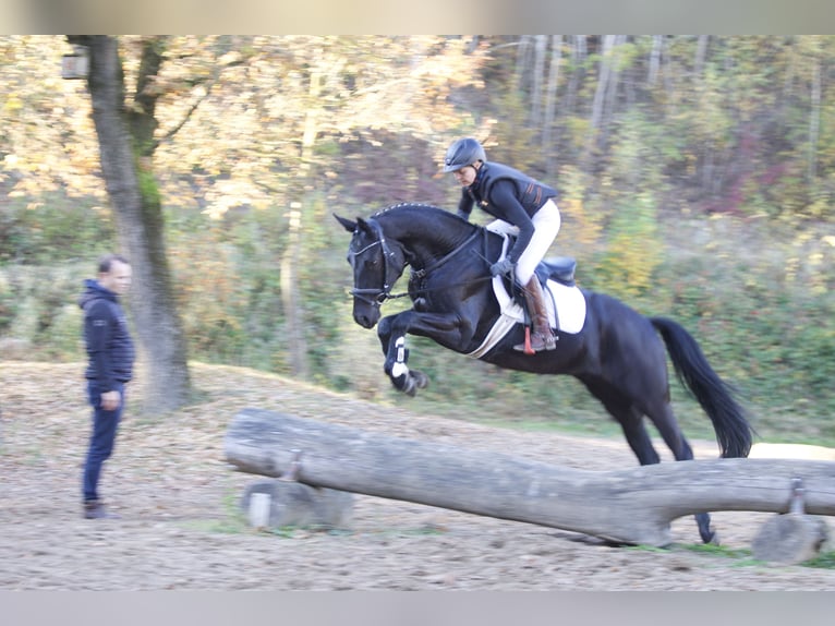 Trakehner Yegua 5 años 166 cm Negro in Neumünster