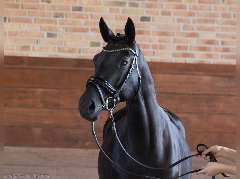 Trakehner Yegua 5 años 166 cm Negro in Neumünster