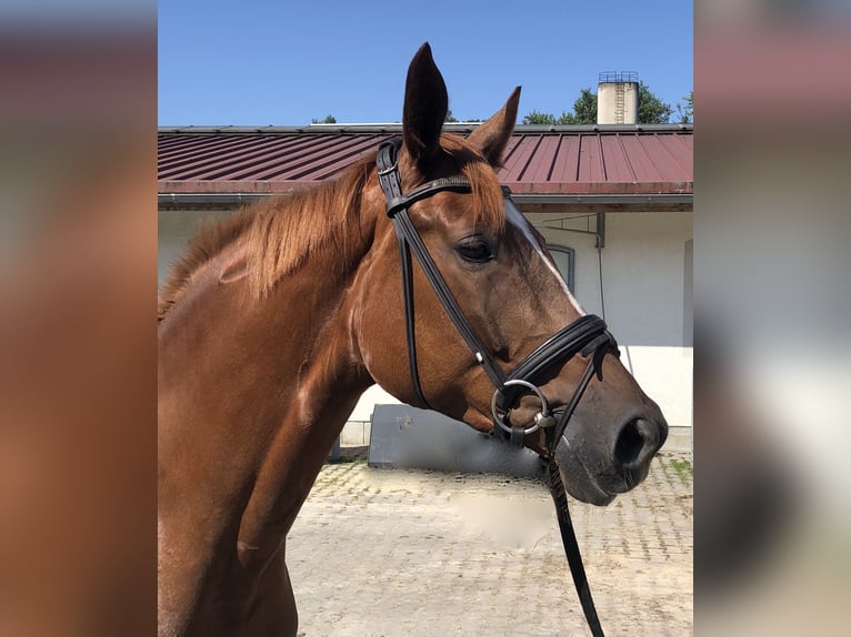 Trakehner Yegua 5 años 167 cm Alazán in Sauerlach