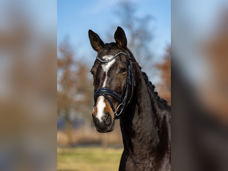 Trakehner Yegua 5 años 167 cm Castaño oscuro in Rosenheim