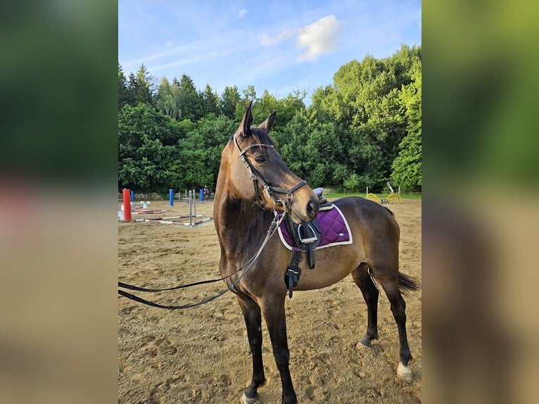 Trakehner Yegua 5 años 167 cm Castaño oscuro in Adelsried
