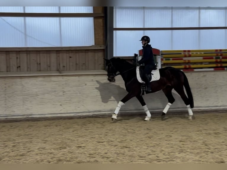 Trakehner Yegua 5 años 167 cm Castaño oscuro in Rosenheim