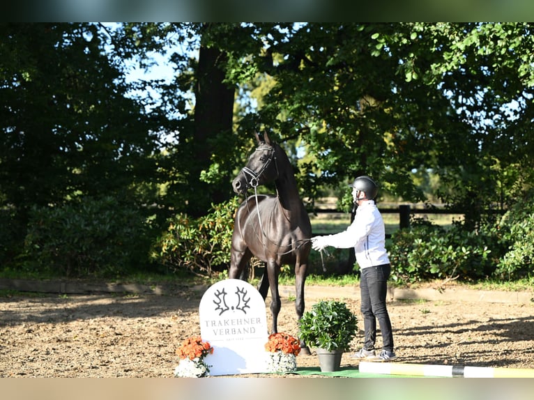 Trakehner Yegua 5 años 167 cm Negro in Neumünster