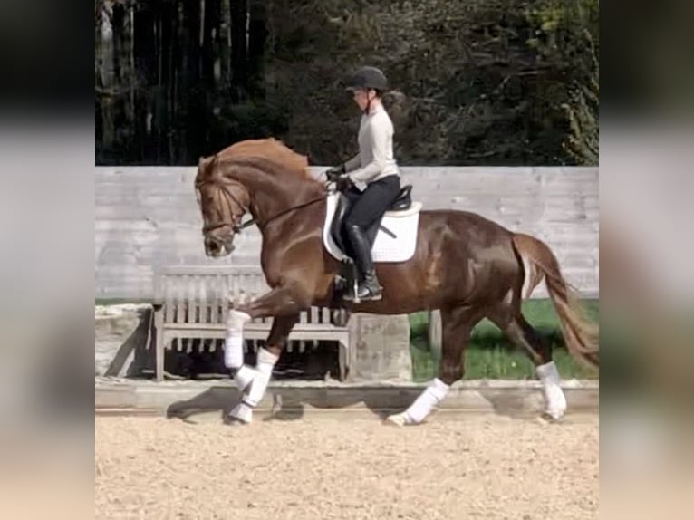 Trakehner Yegua 5 años 168 cm Alazán-tostado in Sauerlach