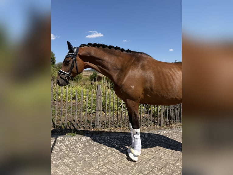 Trakehner Yegua 5 años 168 cm Castaño in Haiger