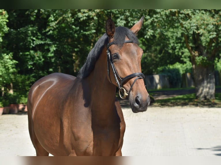 Trakehner Yegua 5 años 168 cm Castaño in Suhlendorf