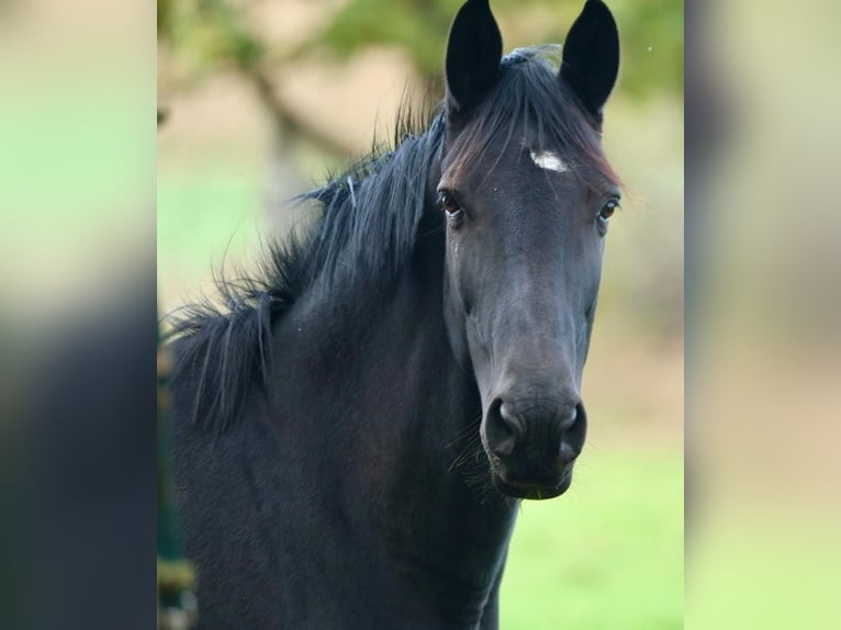 Trakehner Yegua 5 años 168 cm Negro in Aerzen