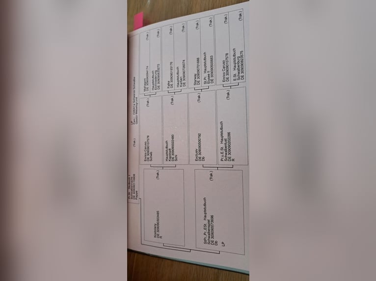 Trakehner Yegua 5 años 170 cm Negro in Aerzen