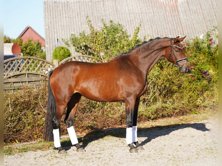 Trakehner Yegua 5 años 171 cm Castaño oscuro in Hohenfelde