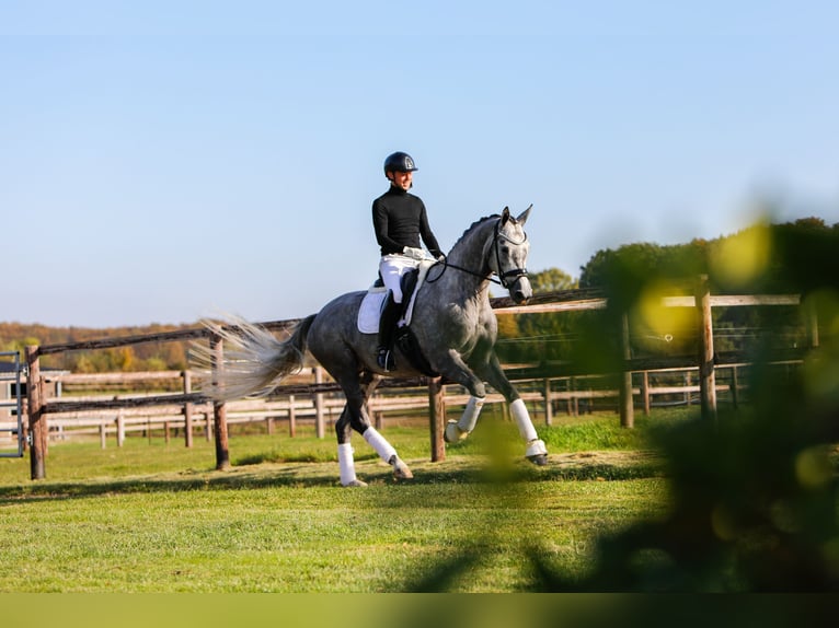 Trakehner Yegua 5 años 171 cm Tordo in Neumünster