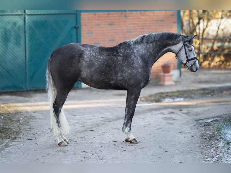 Trakehner Yegua 5 años 174 cm Tordo in Garstedt