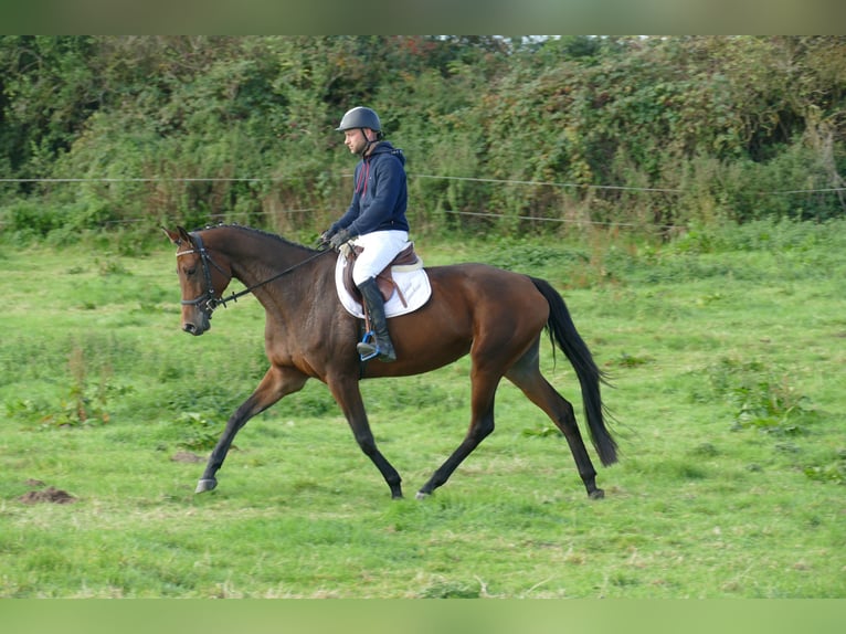 Trakehner Yegua 5 años Castaño in Ganschow