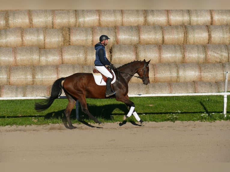 Trakehner Yegua 5 años Castaño in Ganschow